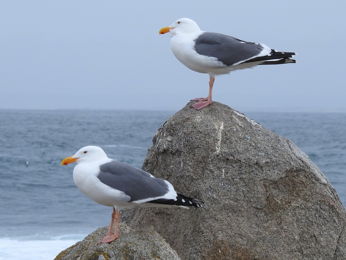 Мартин західний - ML645939277