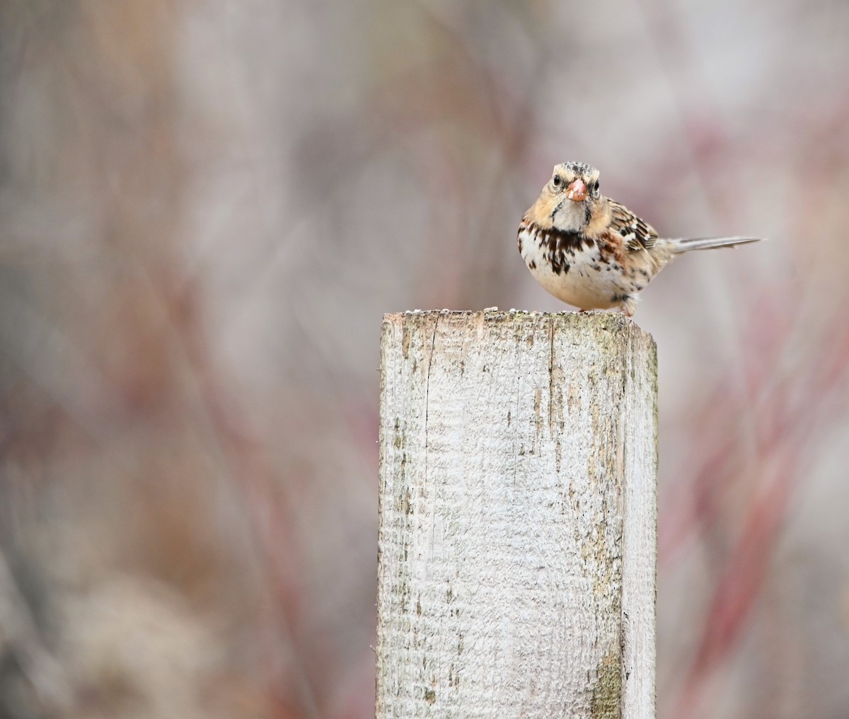 Harris's Sparrow - ML645939278