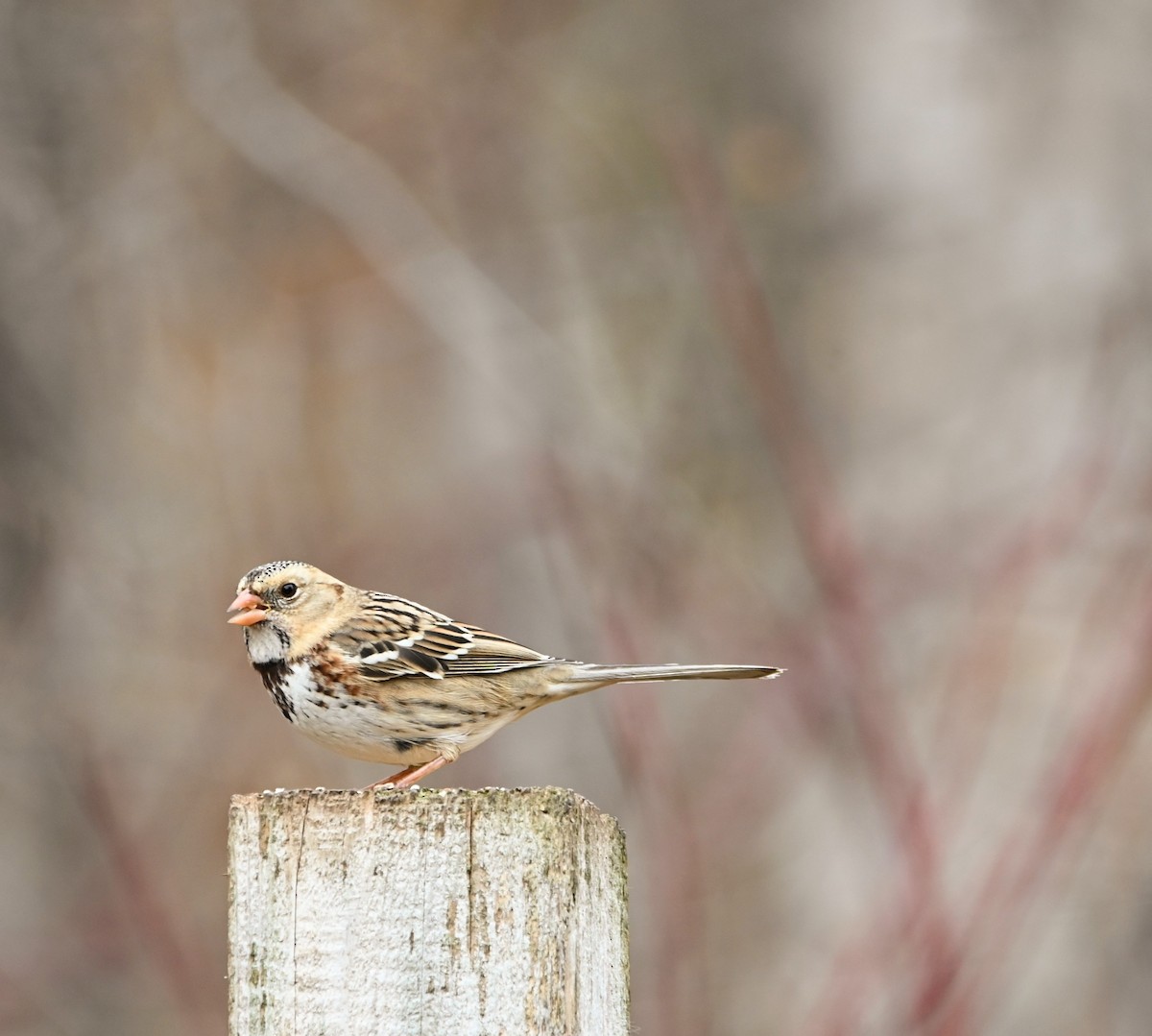 Harris's Sparrow - ML645939279