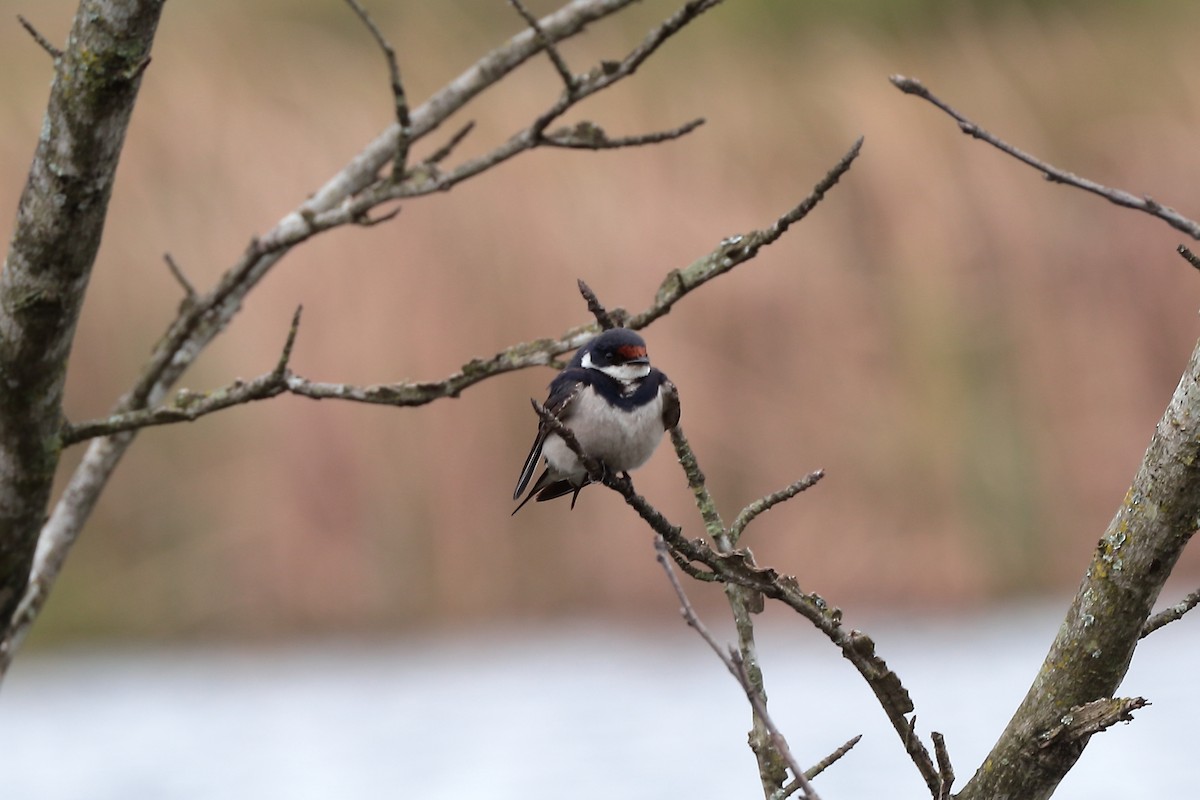 White-throated Swallow - ML645939280