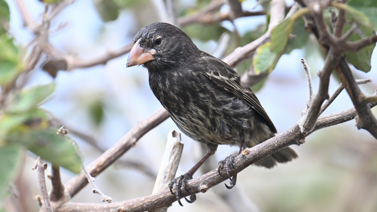 Genovesa Cactus-Finch - ML645939291