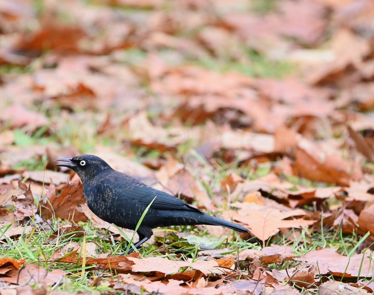Rusty Blackbird - ML645939292