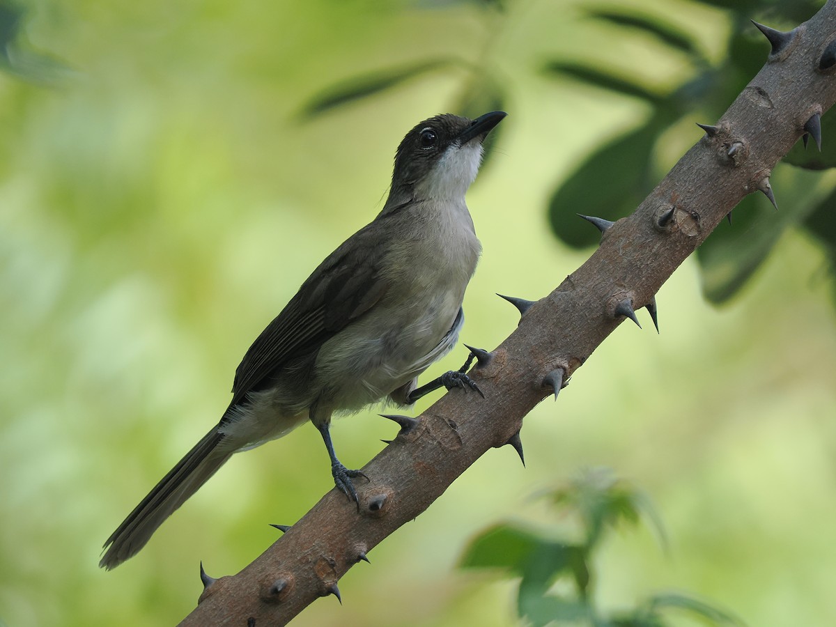 Simple Greenbul - ML645939293