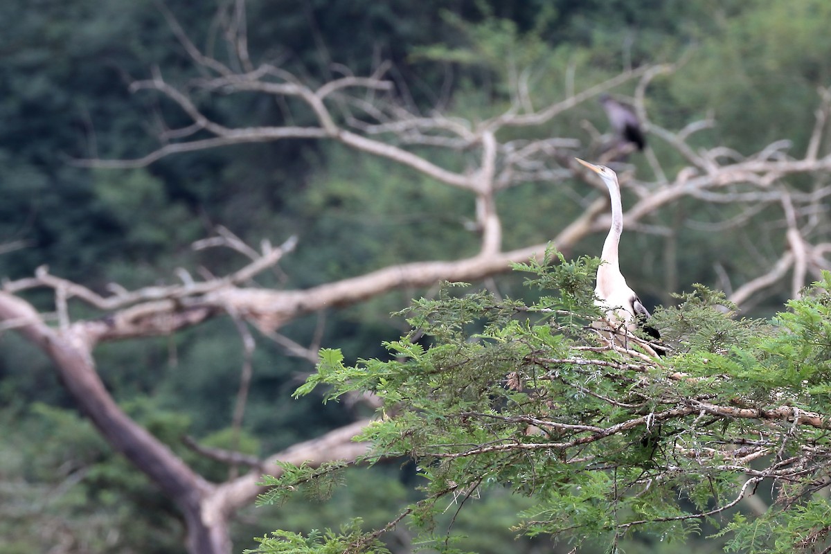 African Darter - ML645939299