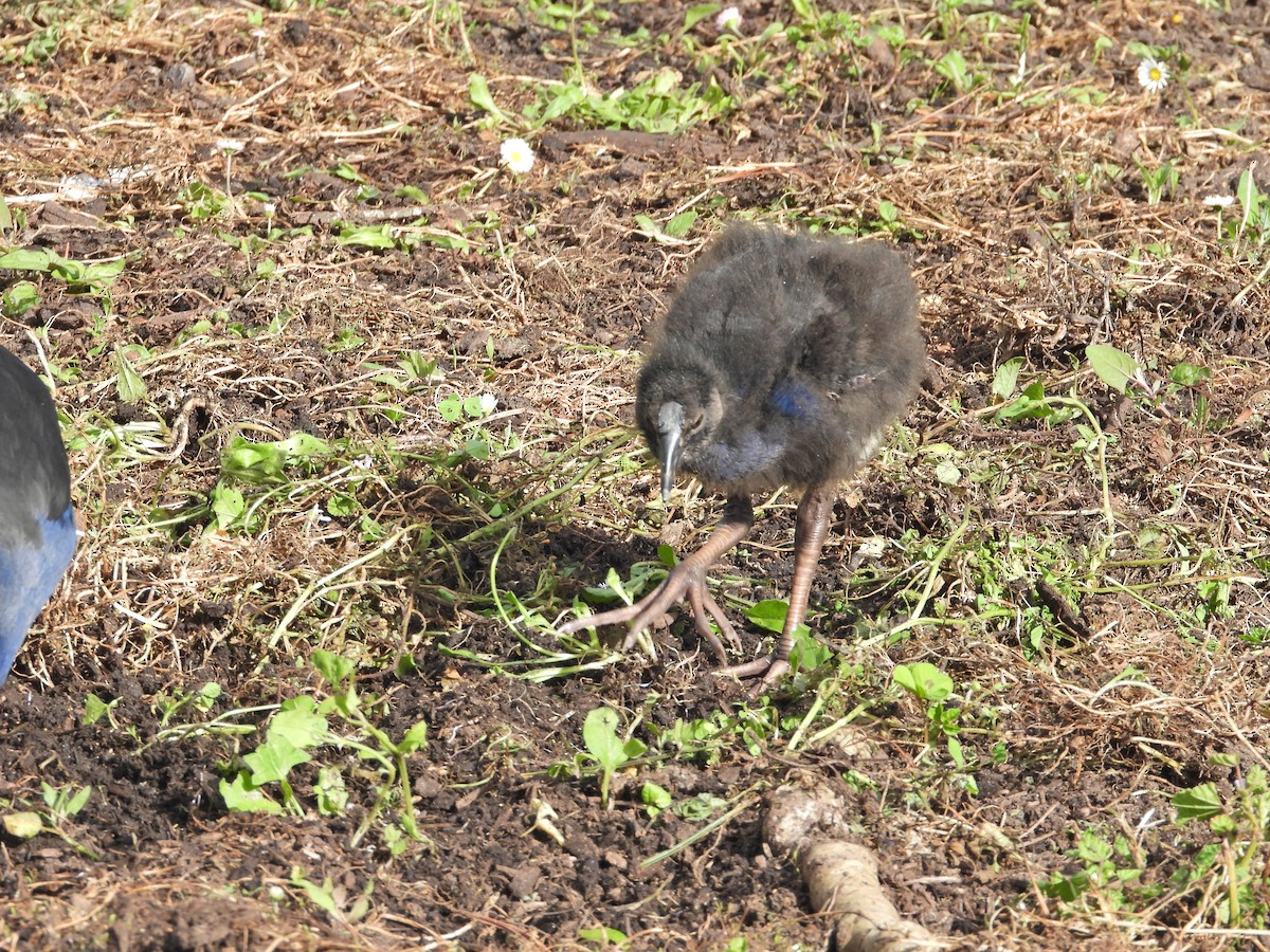 brunryggsultanhøne - ML645939304