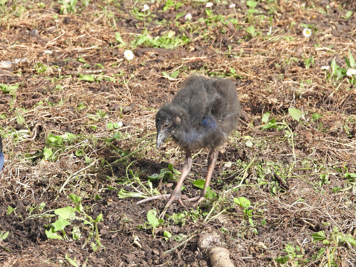 brunryggsultanhøne - ML645939307