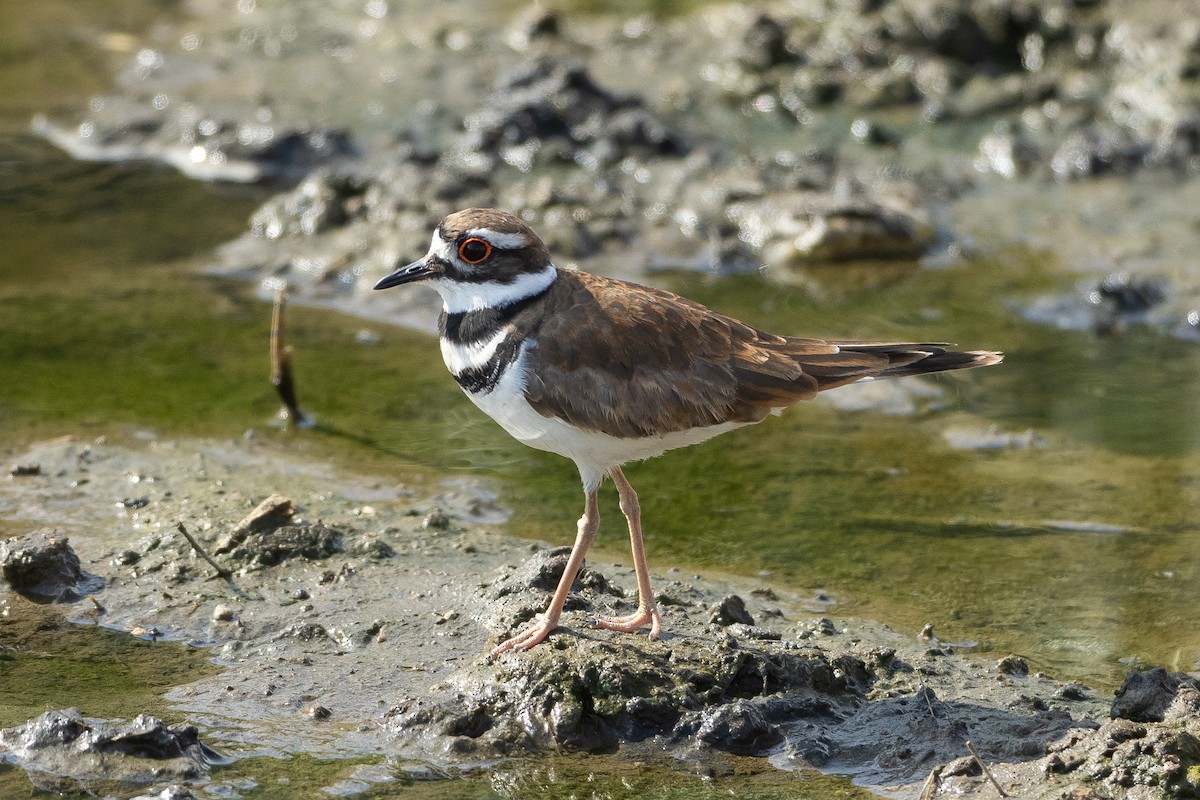 tobeltelo - ML645939308