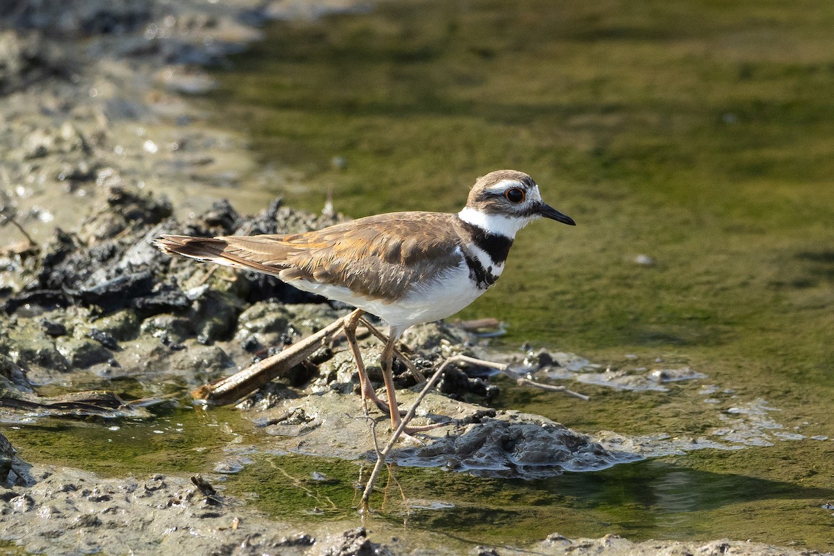 tobeltelo - ML645939309