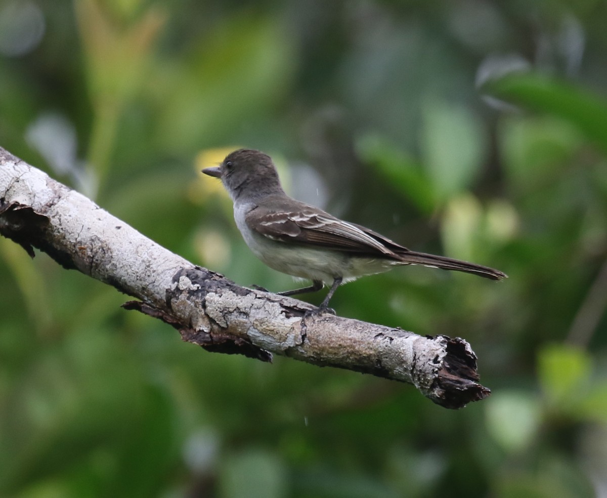 dryadetyrann - ML645939310