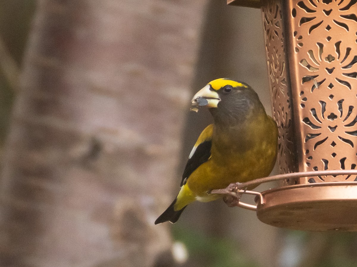 gulbrynkjernebiter - ML645939311