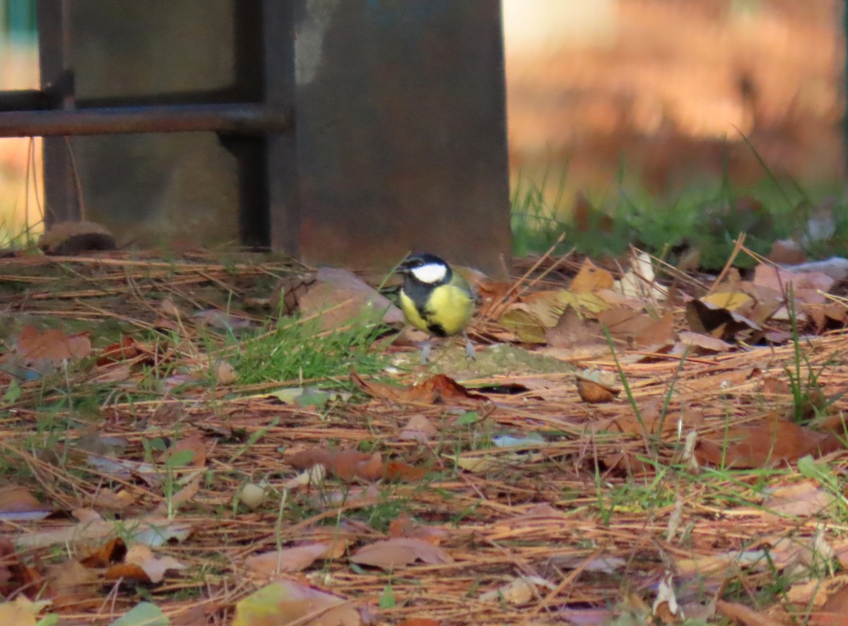 kjøttmeis - ML645939312