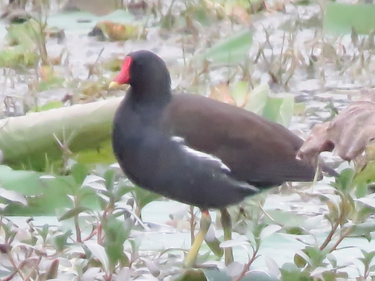 sivhøne - ML645939313