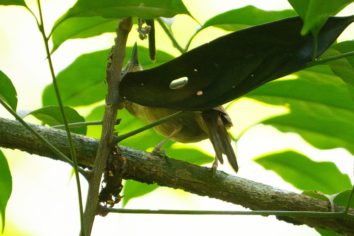 blekøyetodityrann - ML645939314