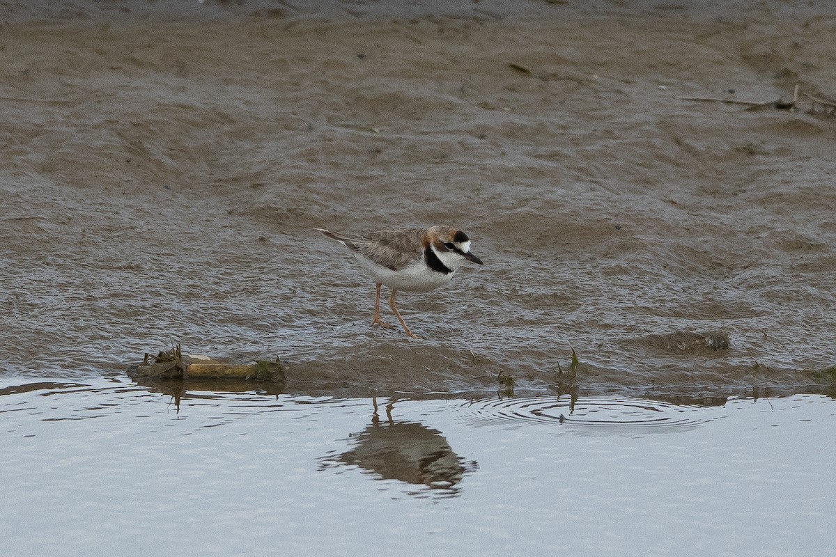 svartkronelo - ML645939316