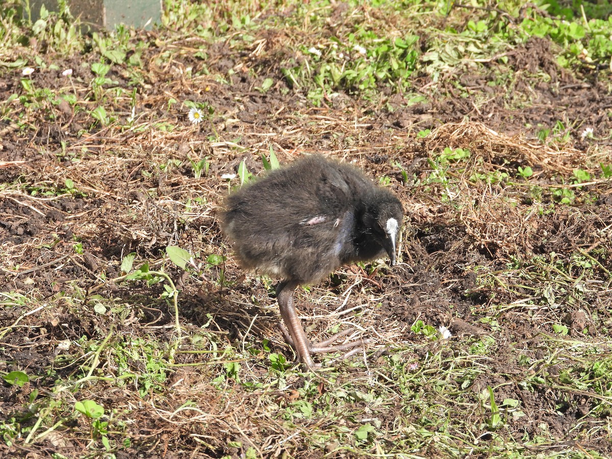 brunryggsultanhøne - ML645939317