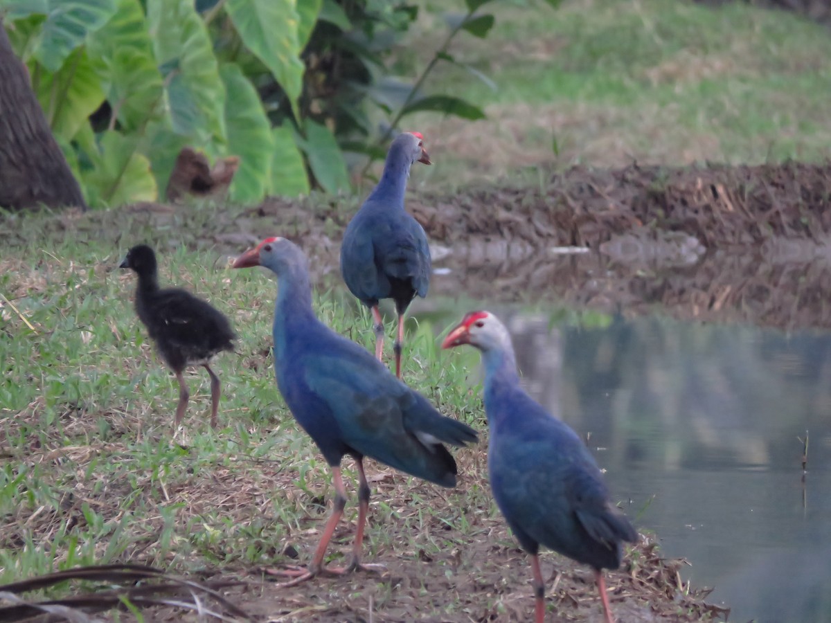 gråhodesultanhøne - ML645939318