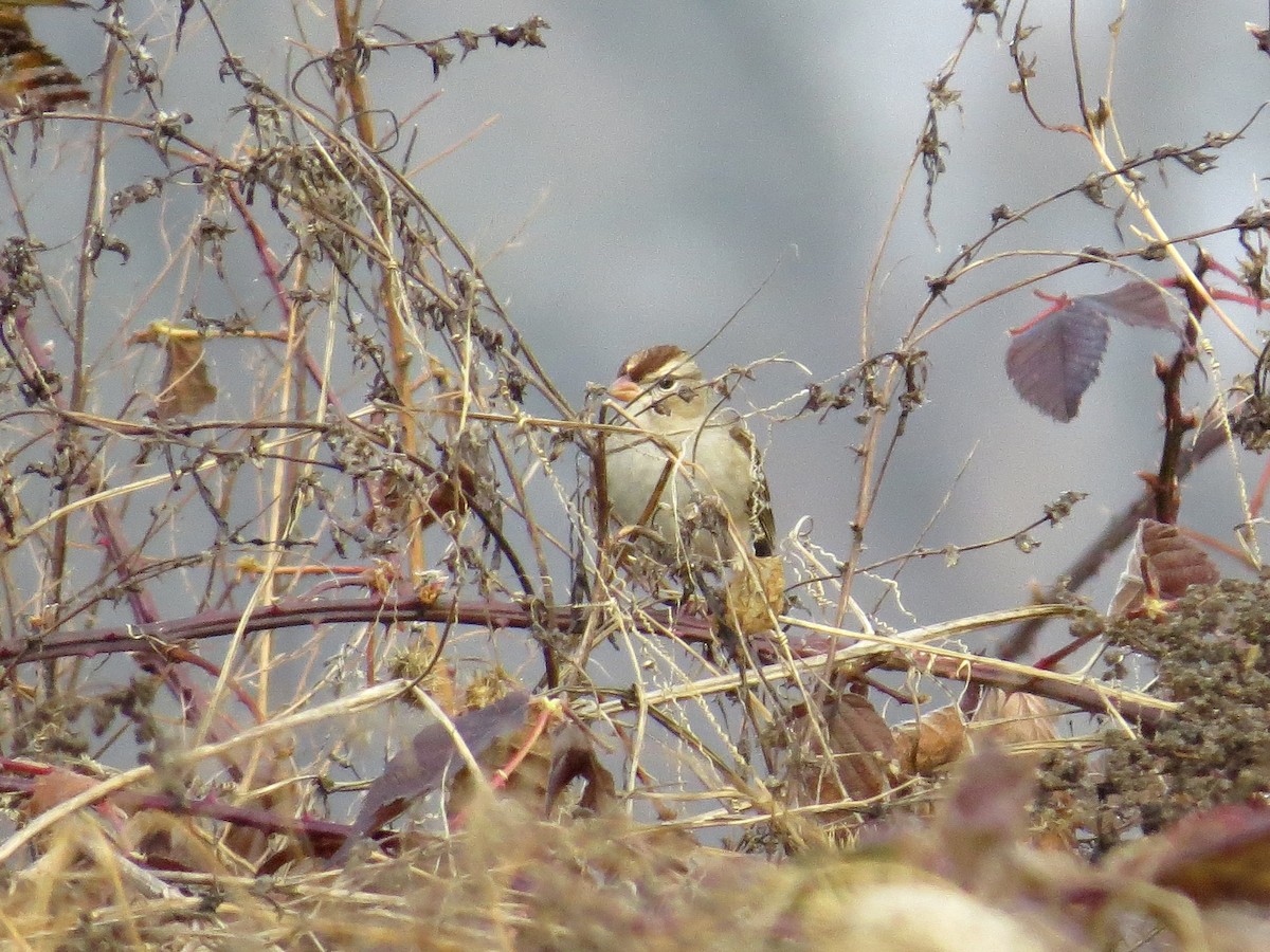 White-crowned Sparrow (Dark-lored) - ML645939319