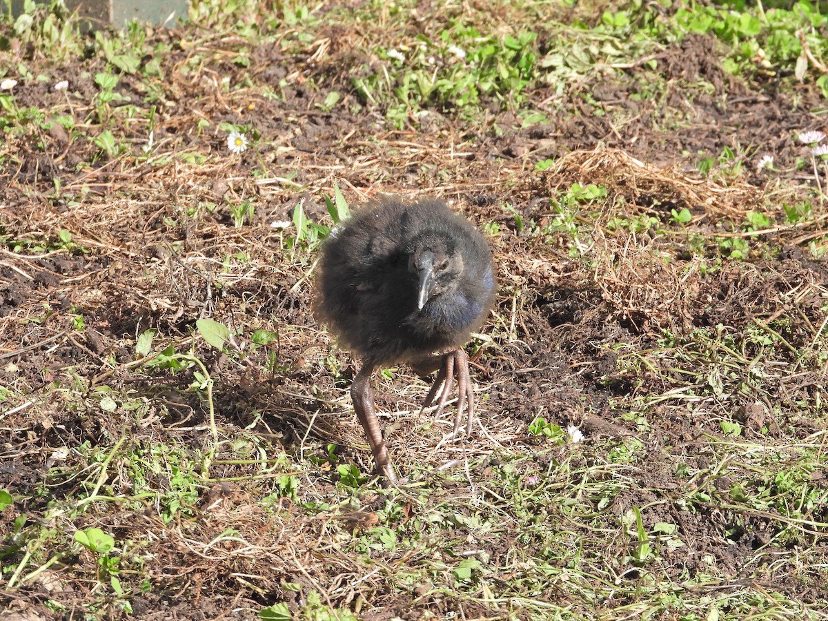 Australasian Swamphen - ML645939320