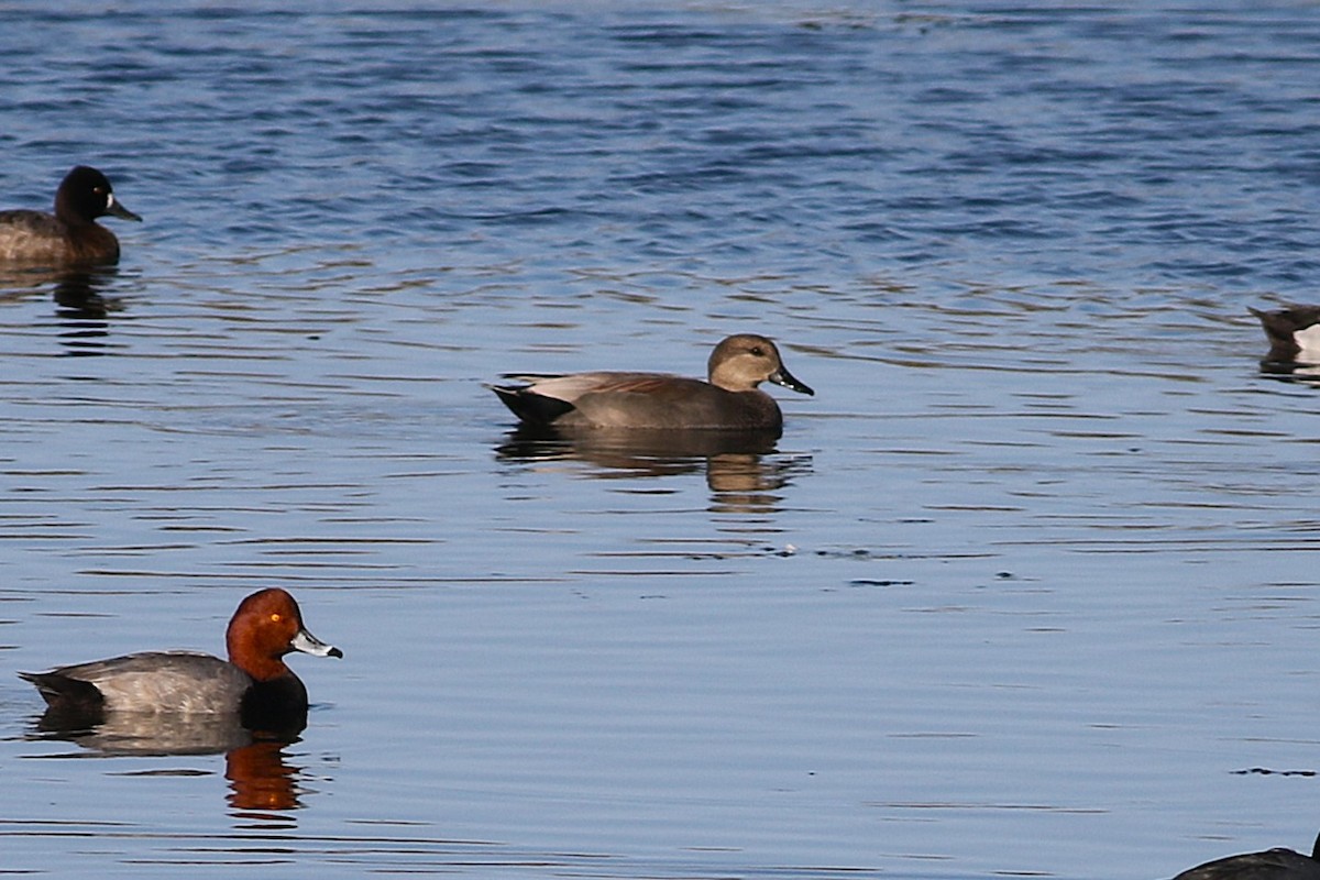 snadderand - ML645939321