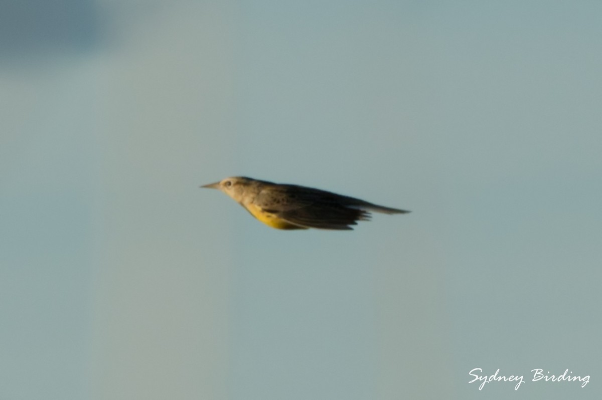 prærielerketrupial - ML645939324