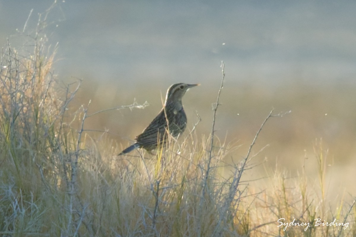 prærielerketrupial - ML645939325