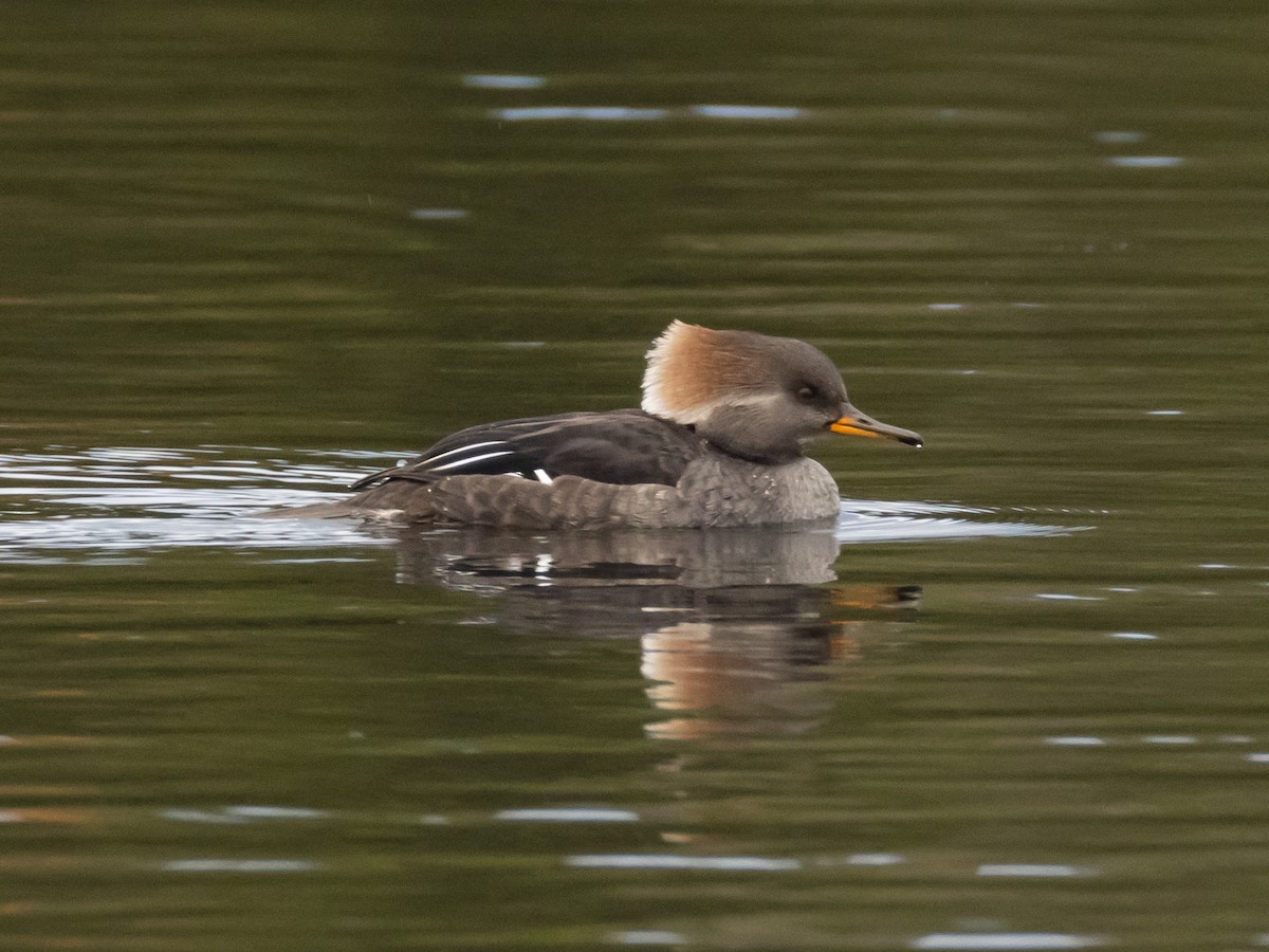 hjelmfiskand - ML645939327