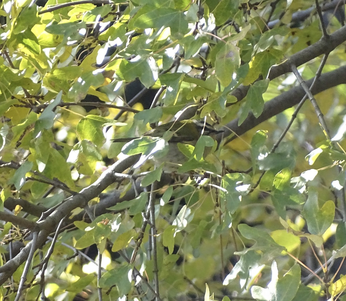 rødtoppfuglekonge - ML645939328