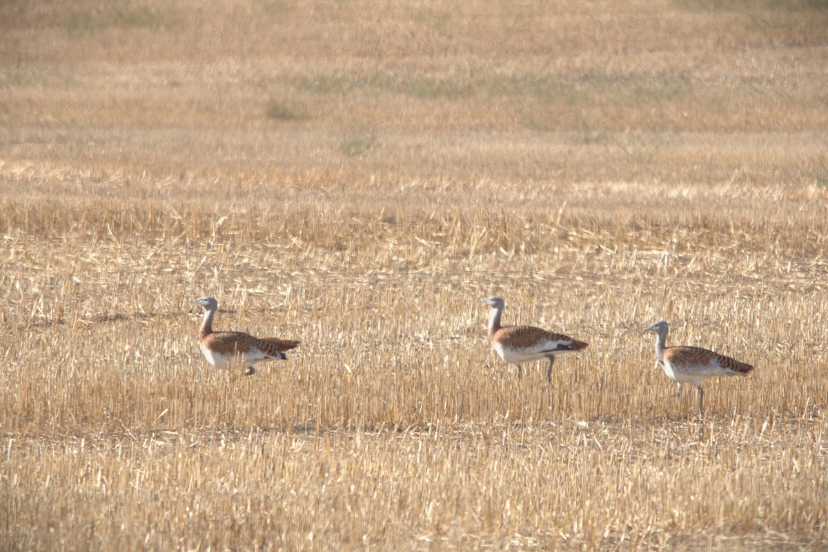 stortrappe - ML645939329