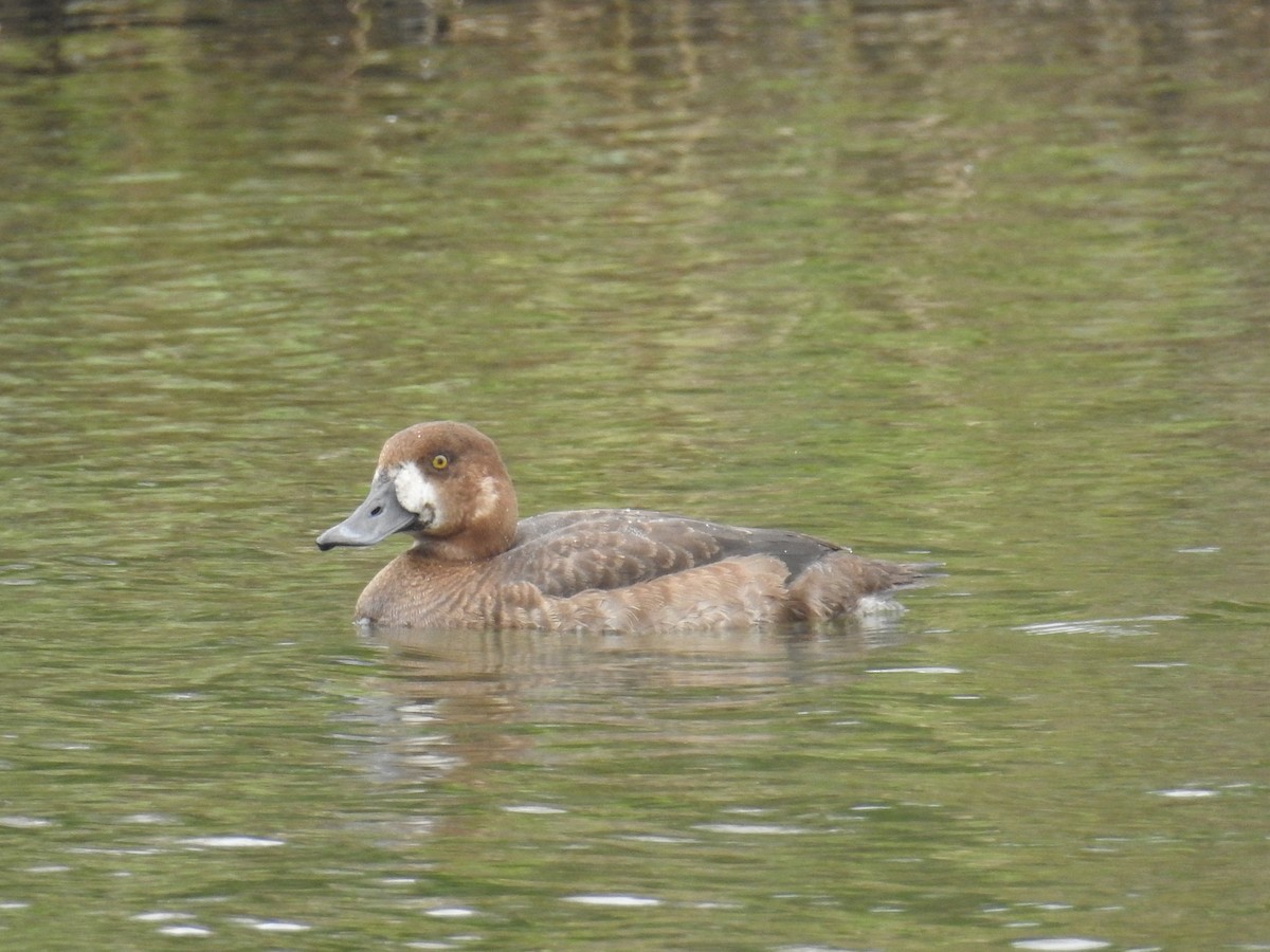 bergand - ML645939330