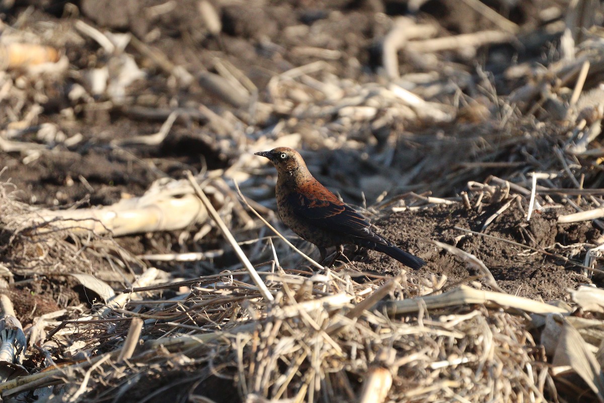 Rusty Blackbird - ML645939331