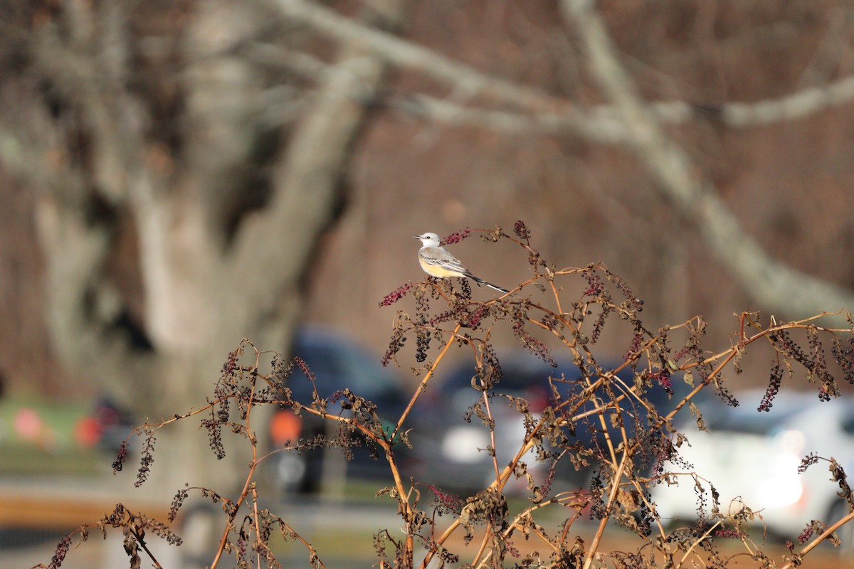 Scissor-tailed Flycatcher - ML645939332