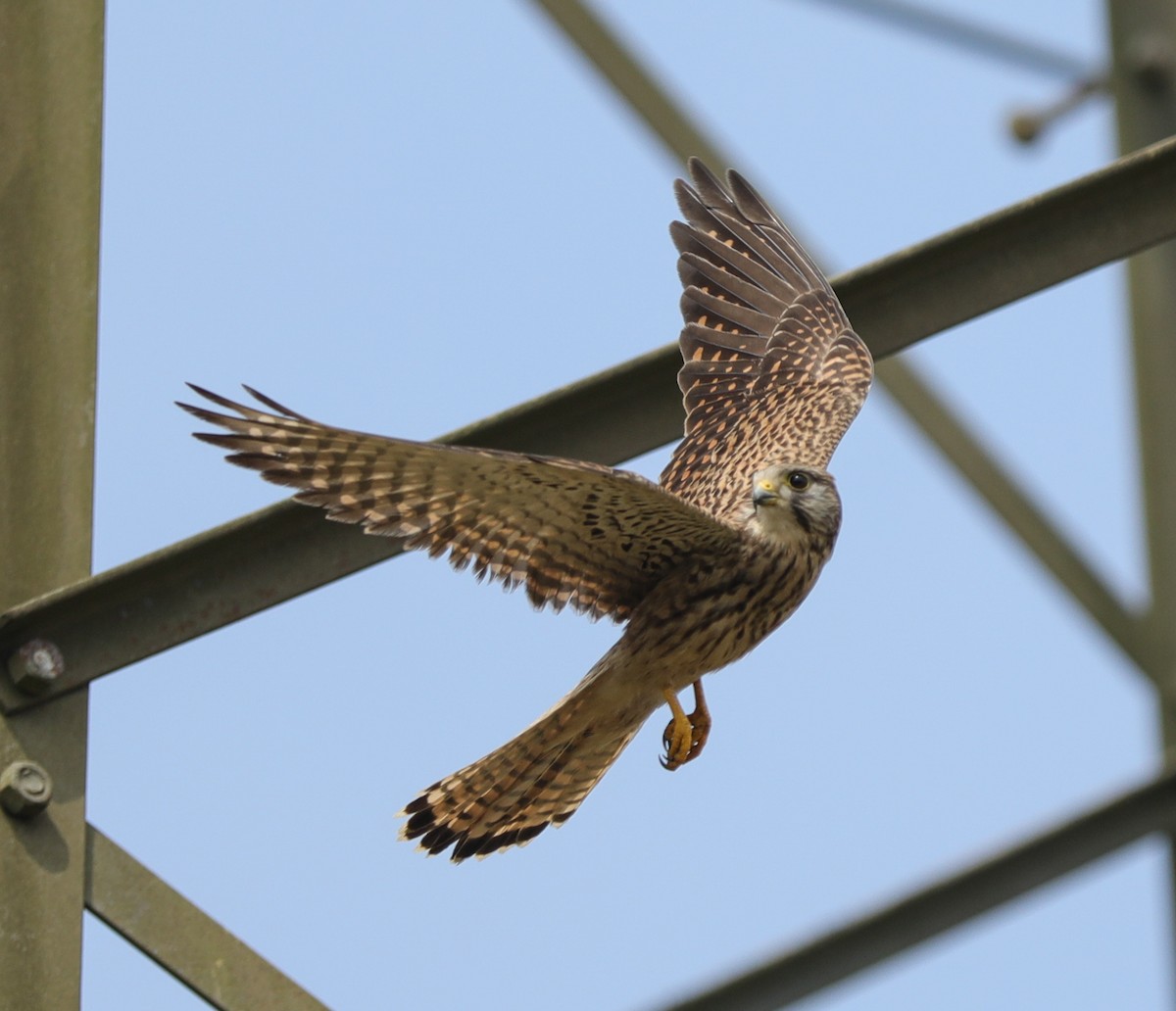 tårnfalk - ML645939334