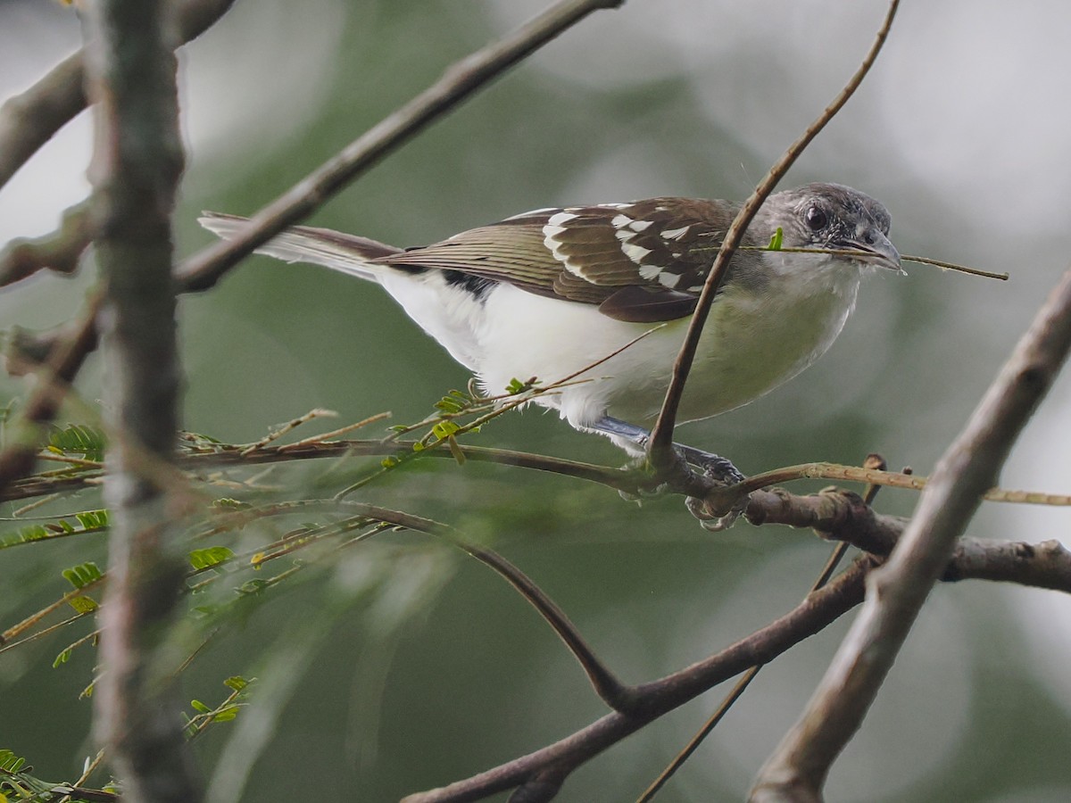 flekkbylbyl - ML645939335