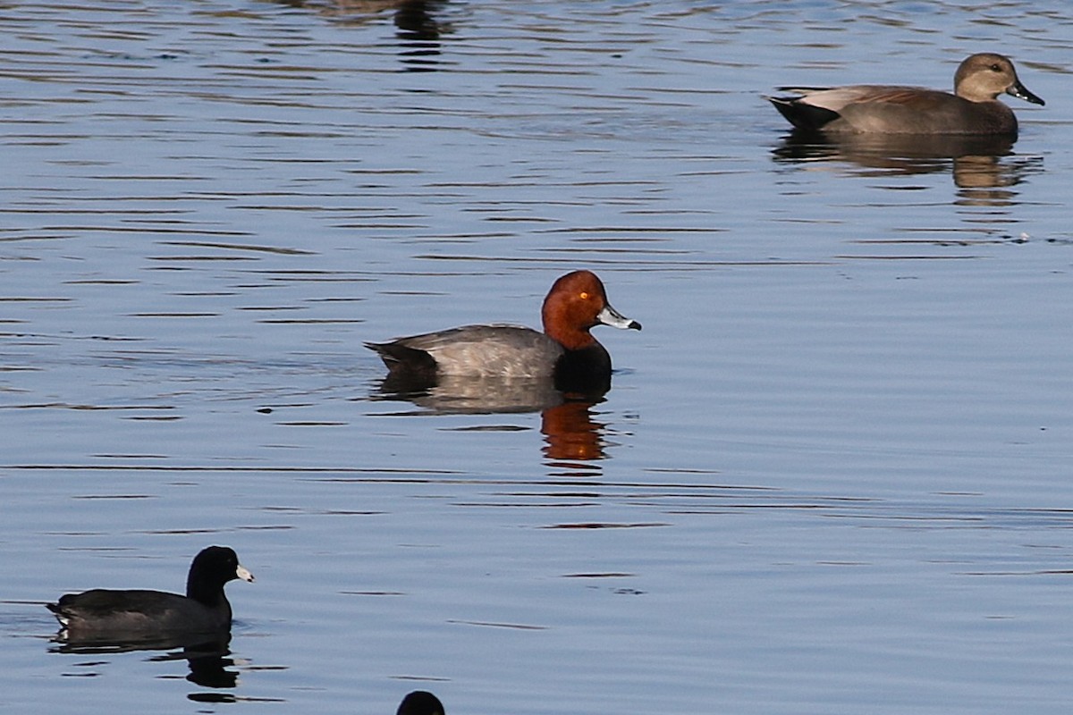 kobberhodeand - ML645939336