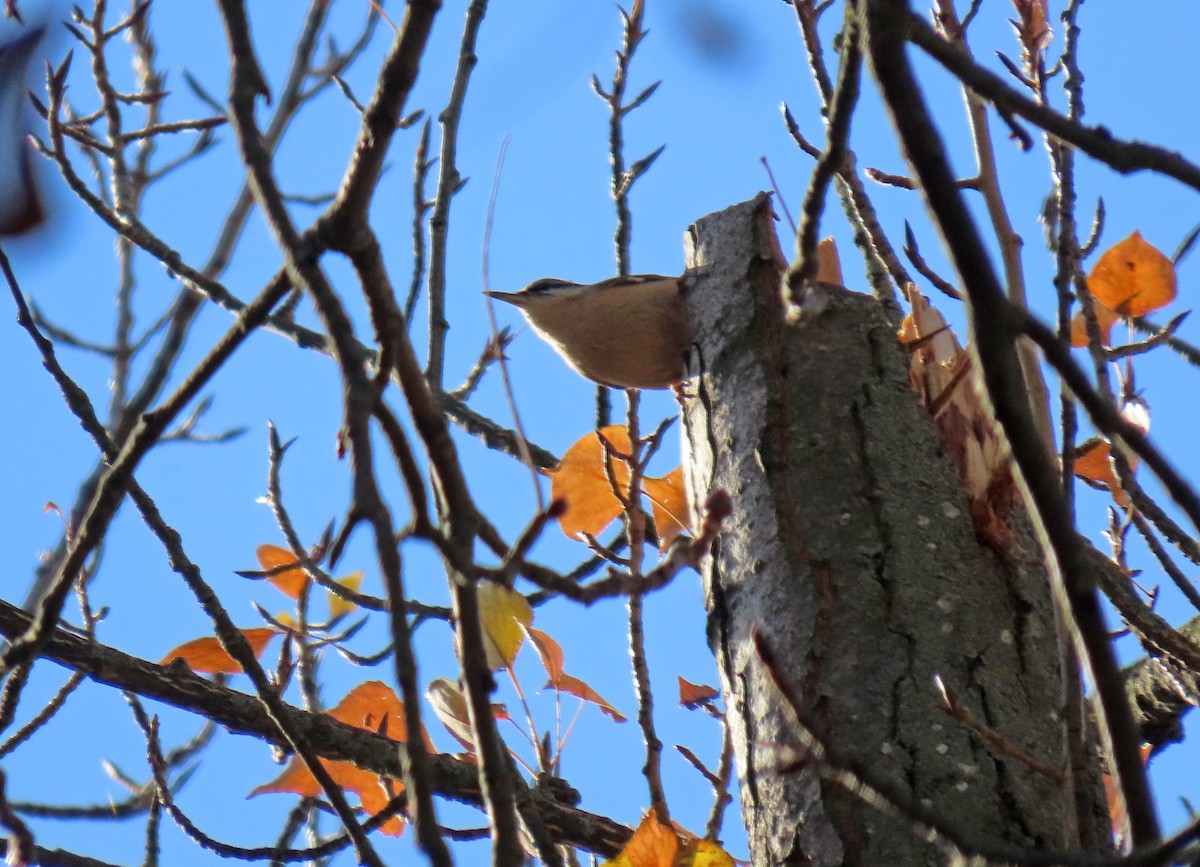 spettmeis - ML645939338