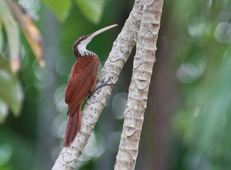 langnebbtreløper - ML645939339