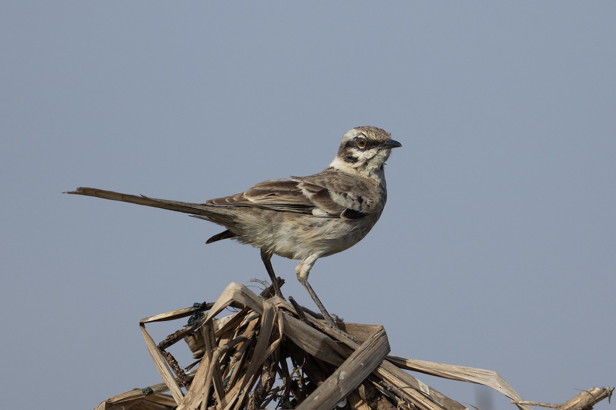 langstjertspottefugl - ML645939340