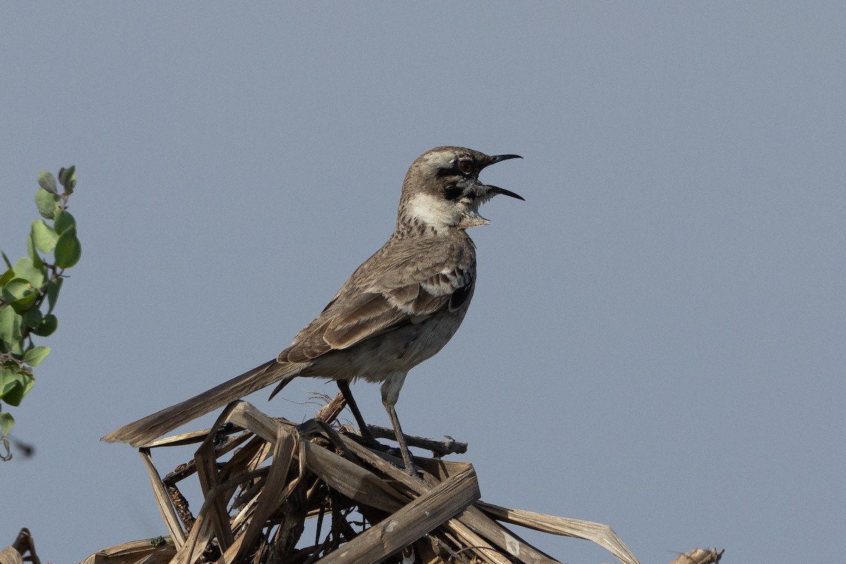 langstjertspottefugl - ML645939341