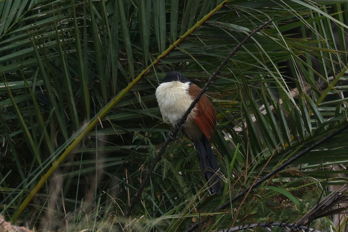 busksporegjøk - ML645939342