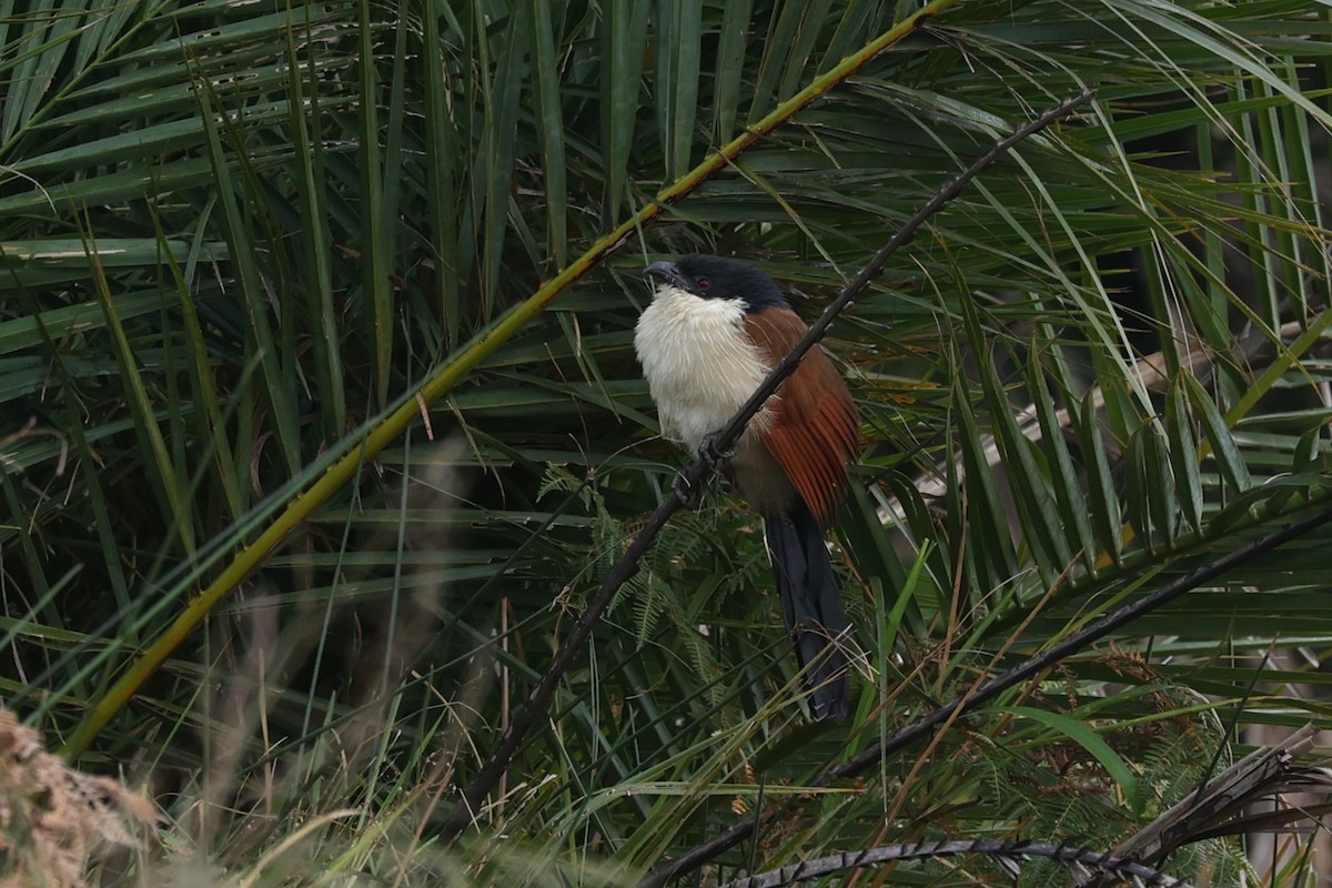 busksporegjøk - ML645939343