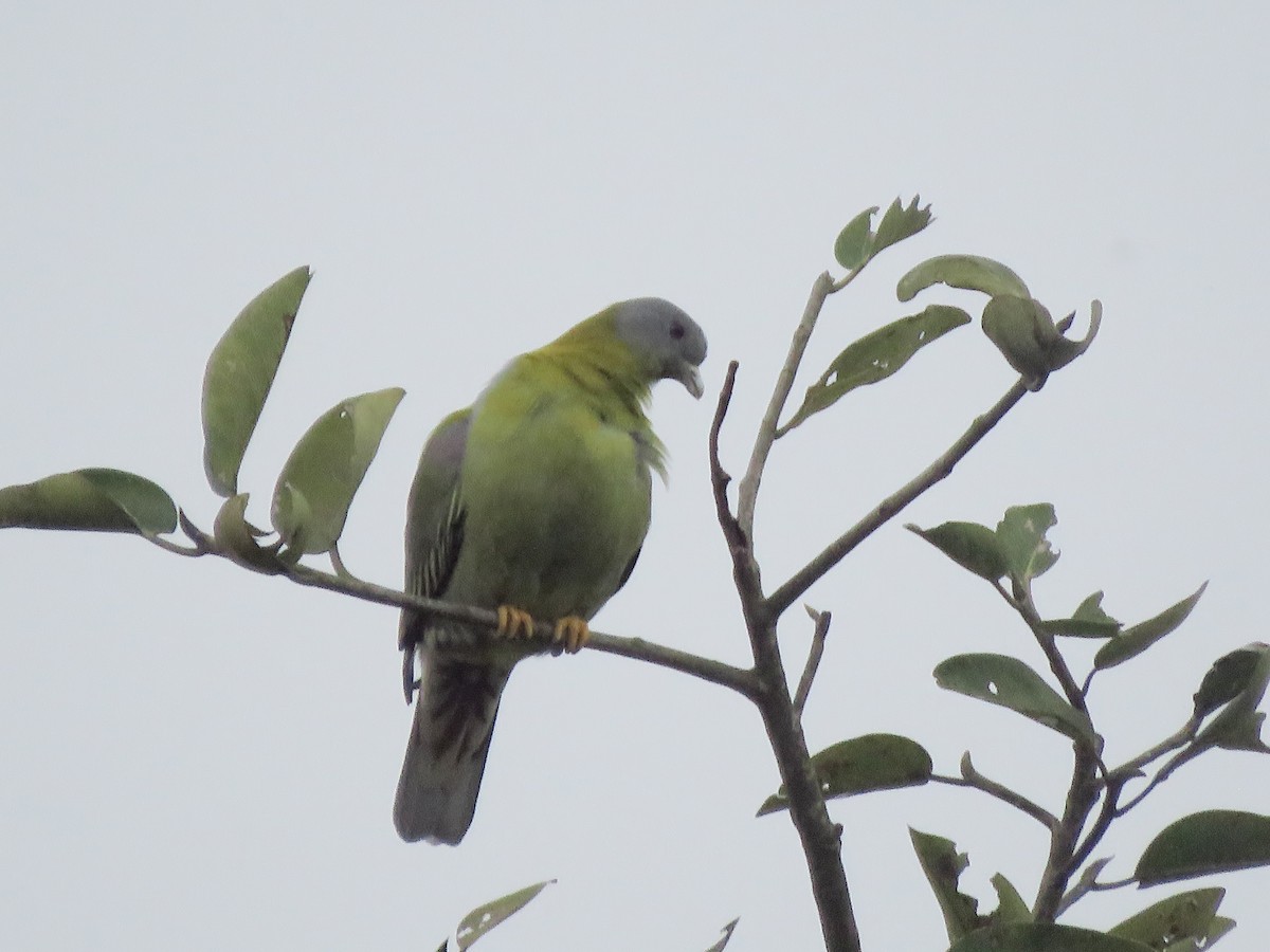 Yellow-footed Green-Pigeon - ML645939347