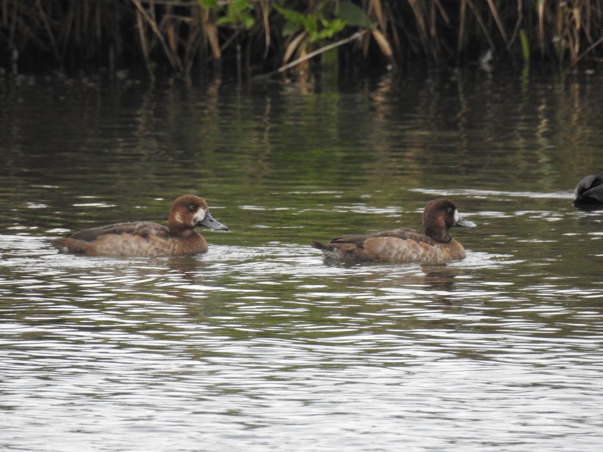 斑背潛鴨 - ML645939350