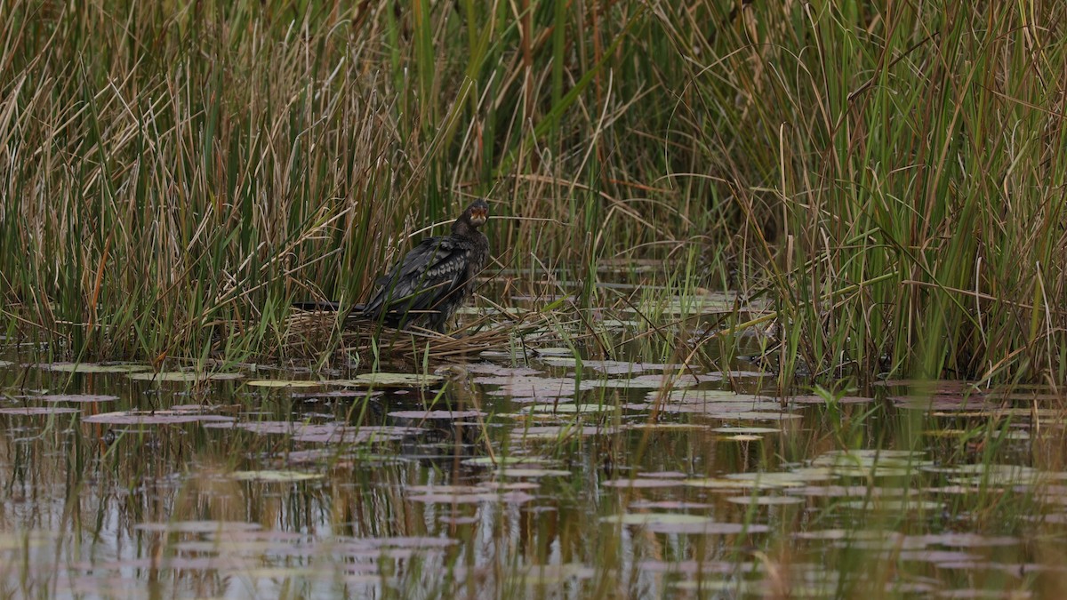 Reed Cormorant - ML645939351