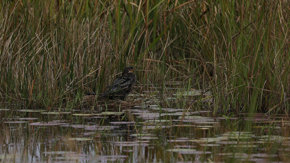 Reed Cormorant - ML645939352