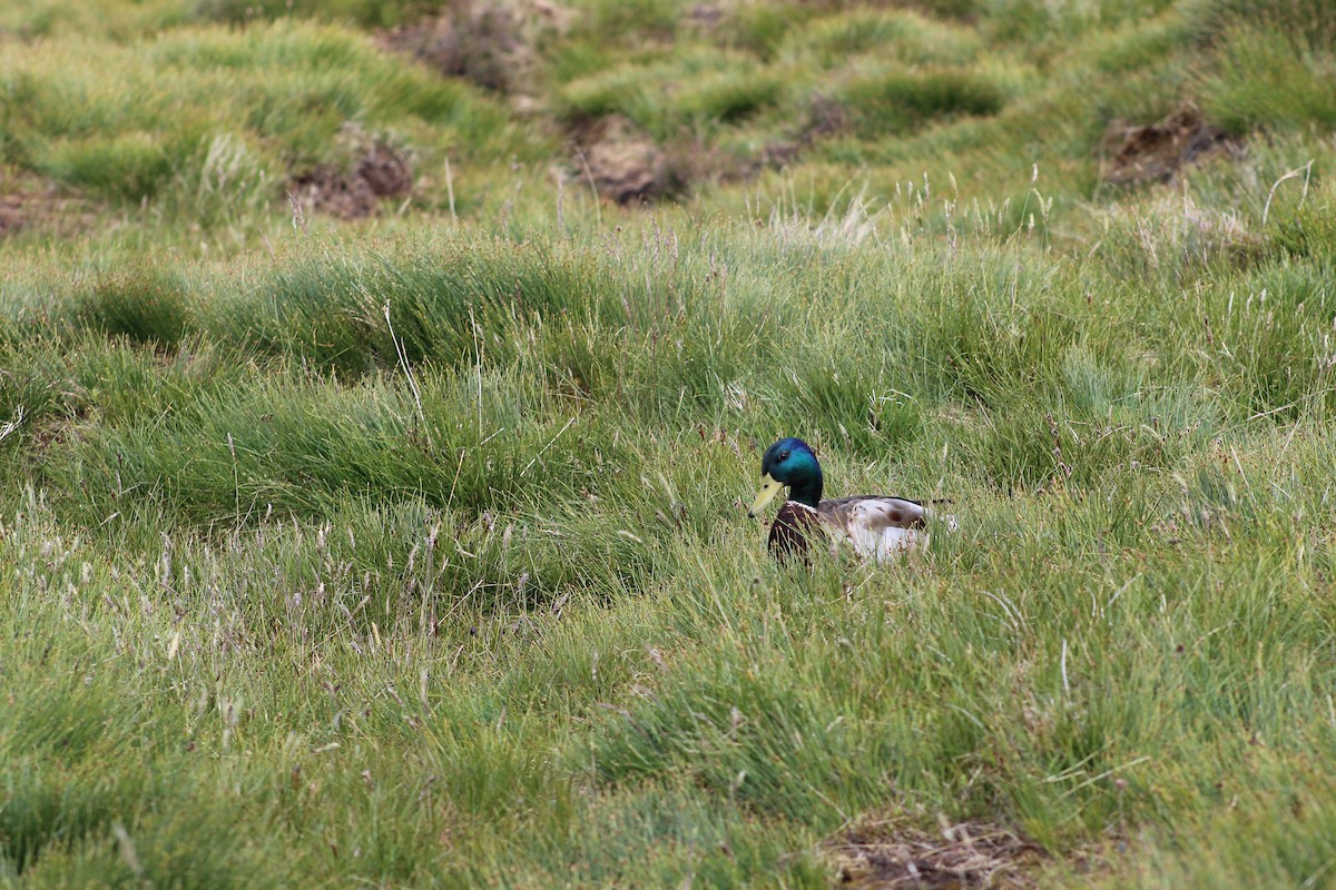 綠頭鴨 - ML645939353