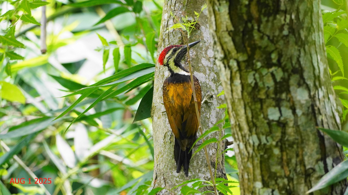 Black-rumped Flameback - ML645939354