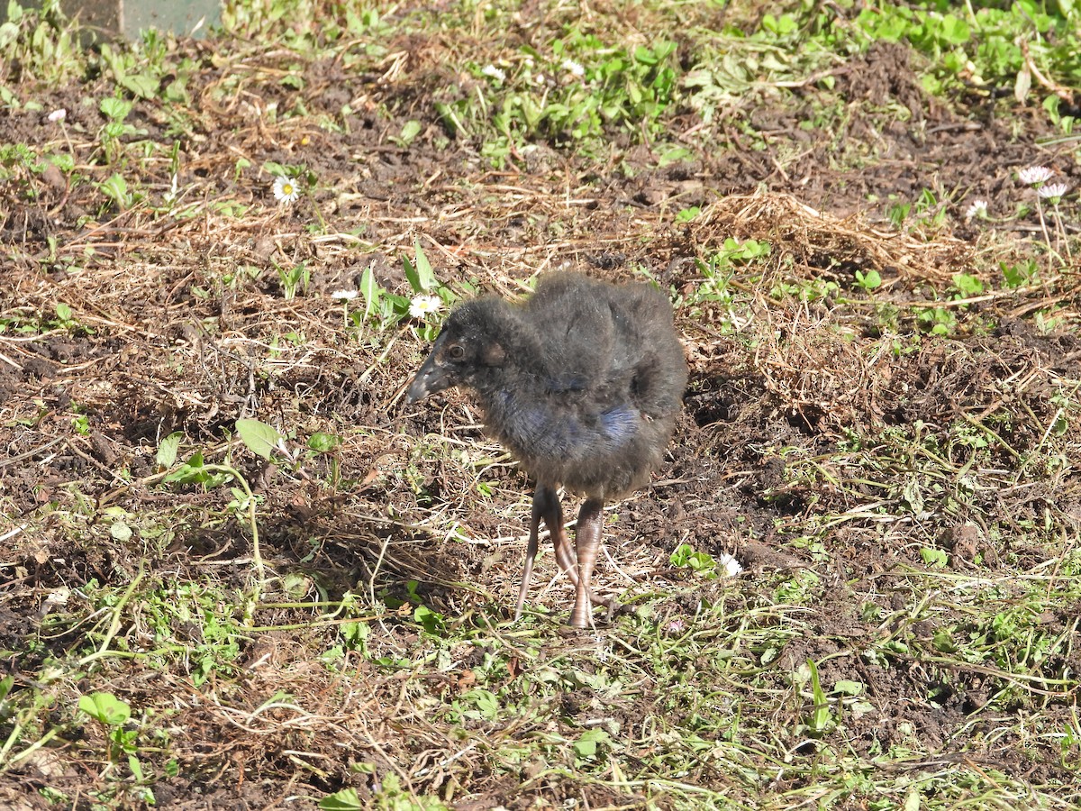Australasian Swamphen - ML645939356