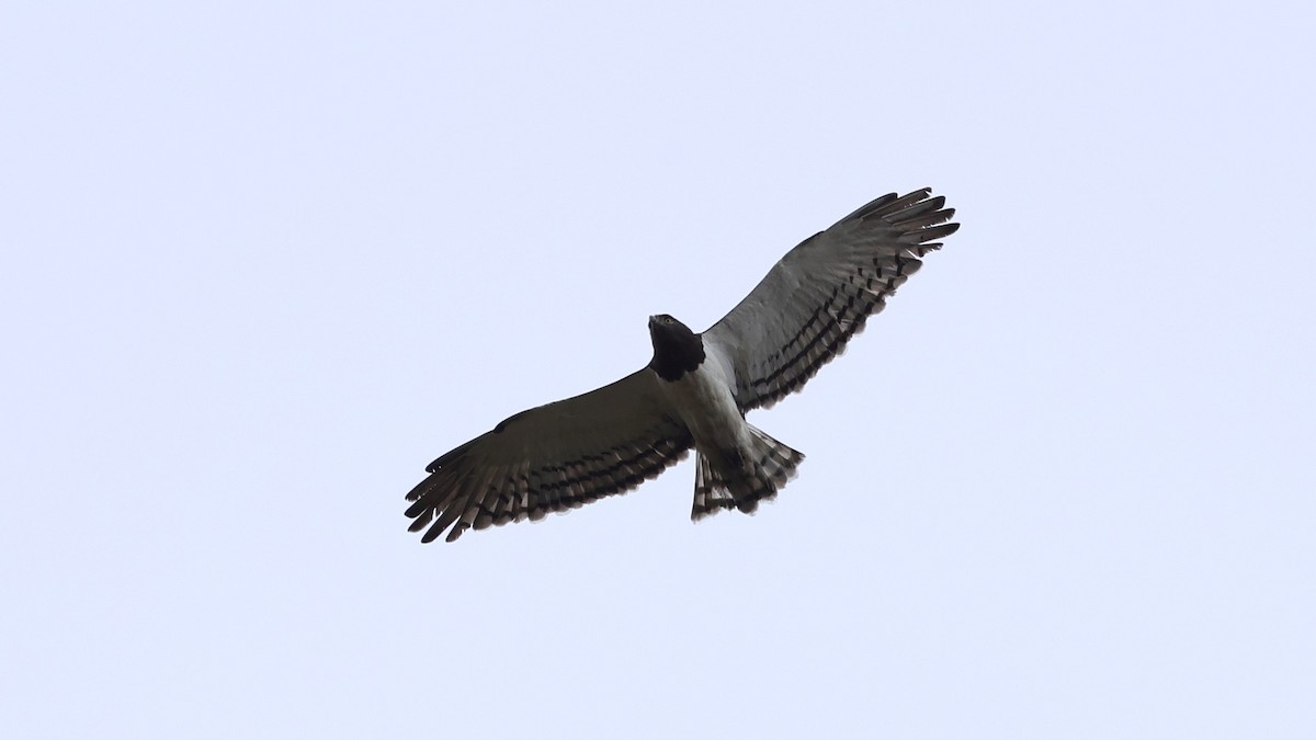 Black-chested Snake-Eagle - ML645939357
