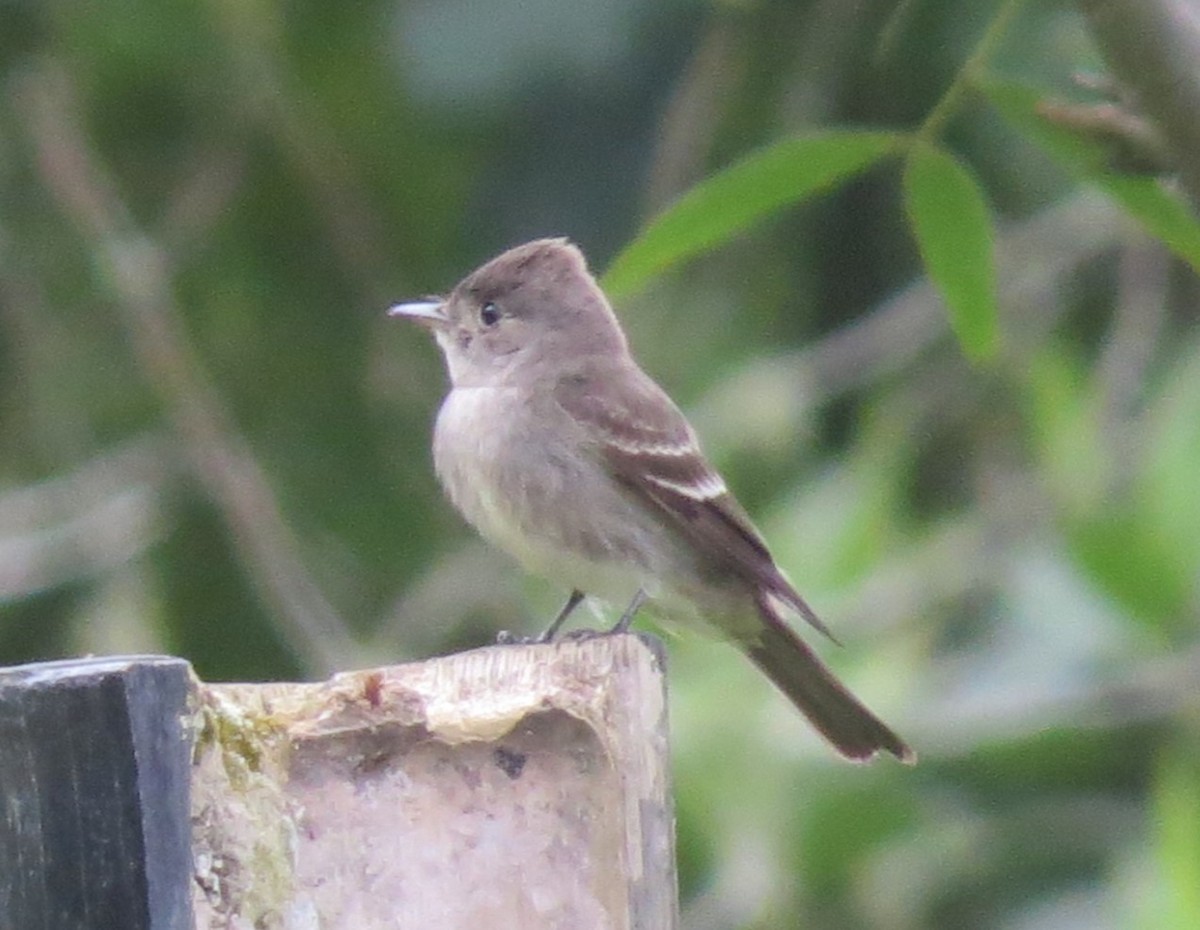 Eastern Wood-Pewee - ML645939358