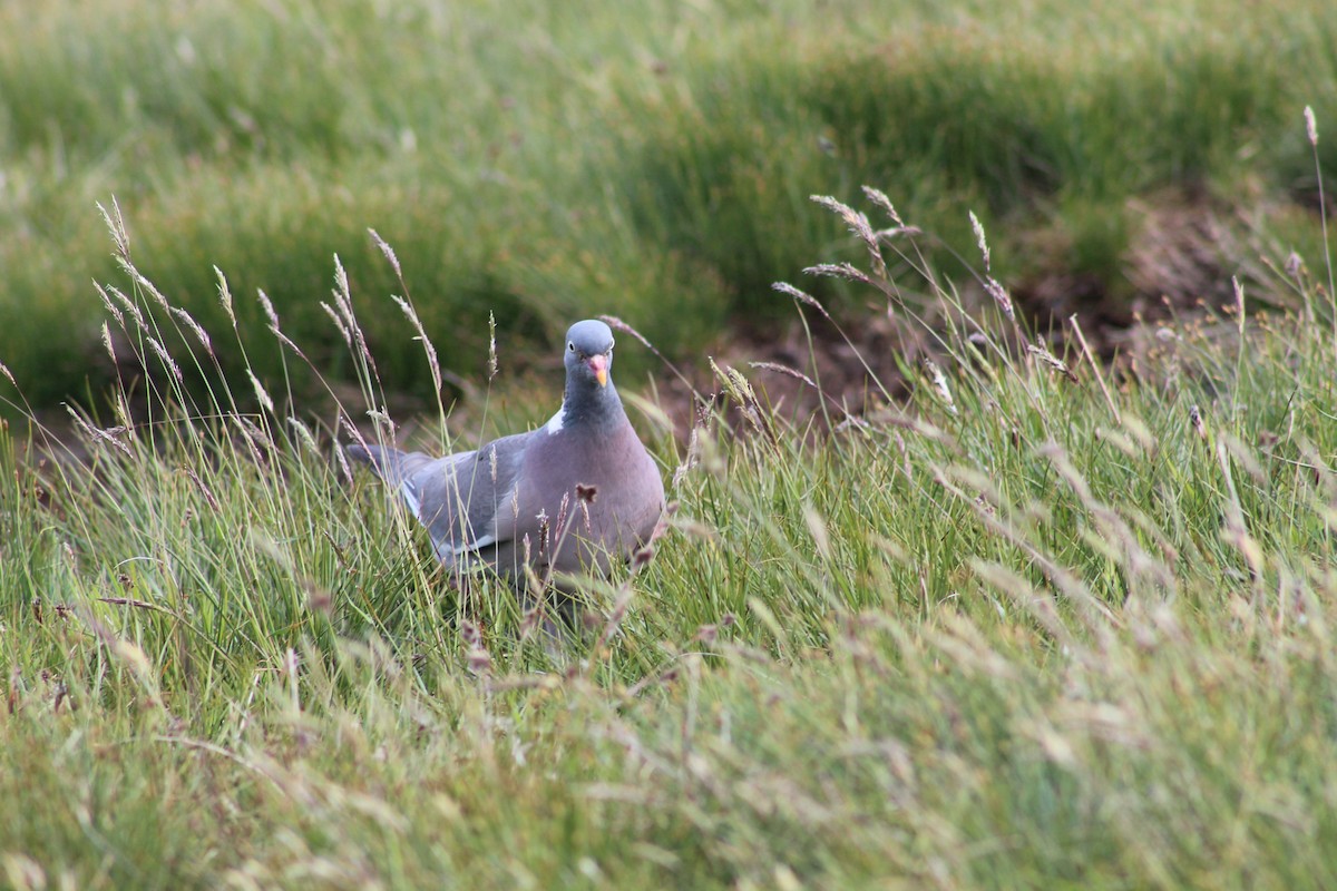 Common Wood-Pigeon - ML645939359